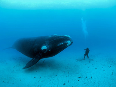 商業模式創新與控制